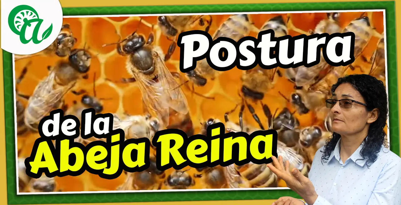 Cuántos huevos pone una abeja reina