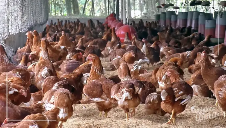 Desventajas de comprar gallinas ya grandes