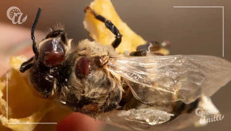 Enfermedades parasitarias de las abejas adultas