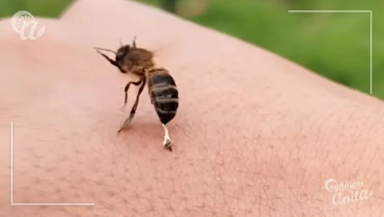 Factores de riesgo de las picaduras de abejas