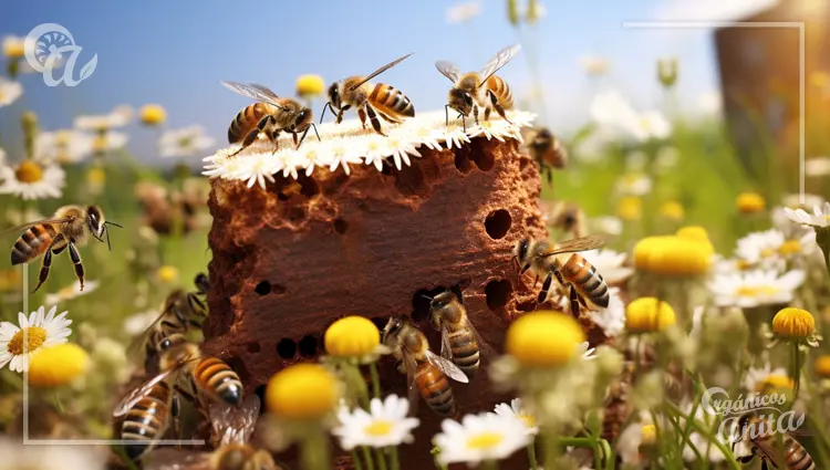 Importancia de las abejas en los ecosistemas