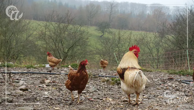 Importancia del clima en la crianza de gallinas