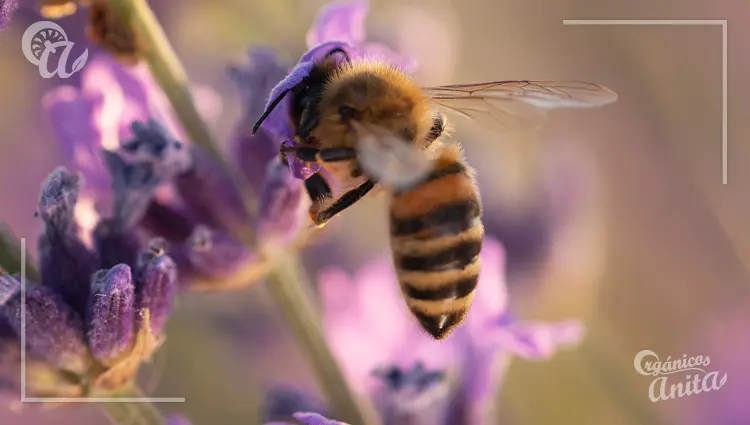 Importancia del pecoreo de las abejas