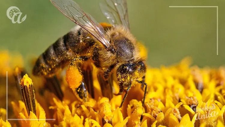 Las abejas, principales polinizadoras de cultivos