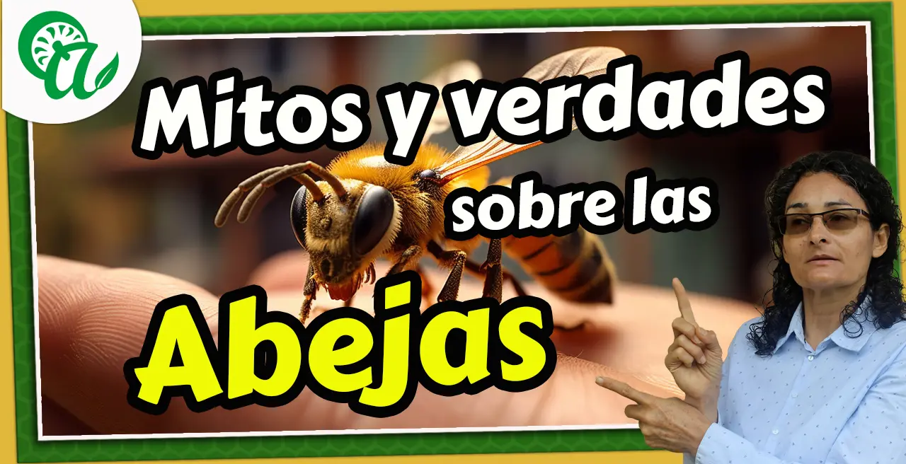 Mitos y verdades sobre las abejas