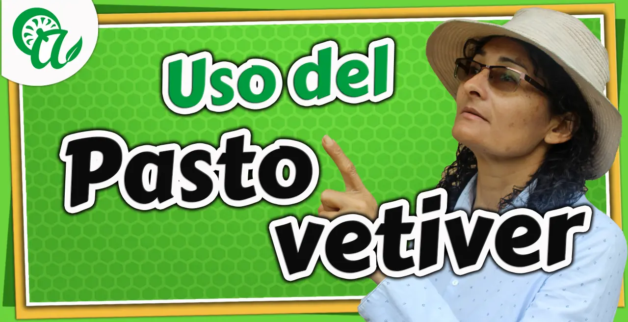 Pasto vetiver