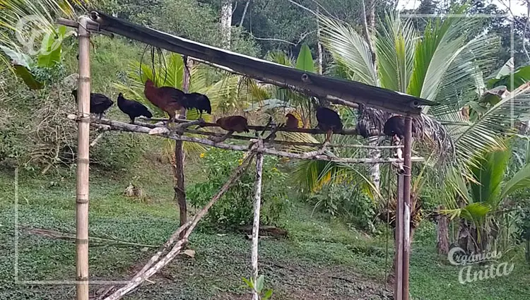 Perchas y posaderos para gallinas