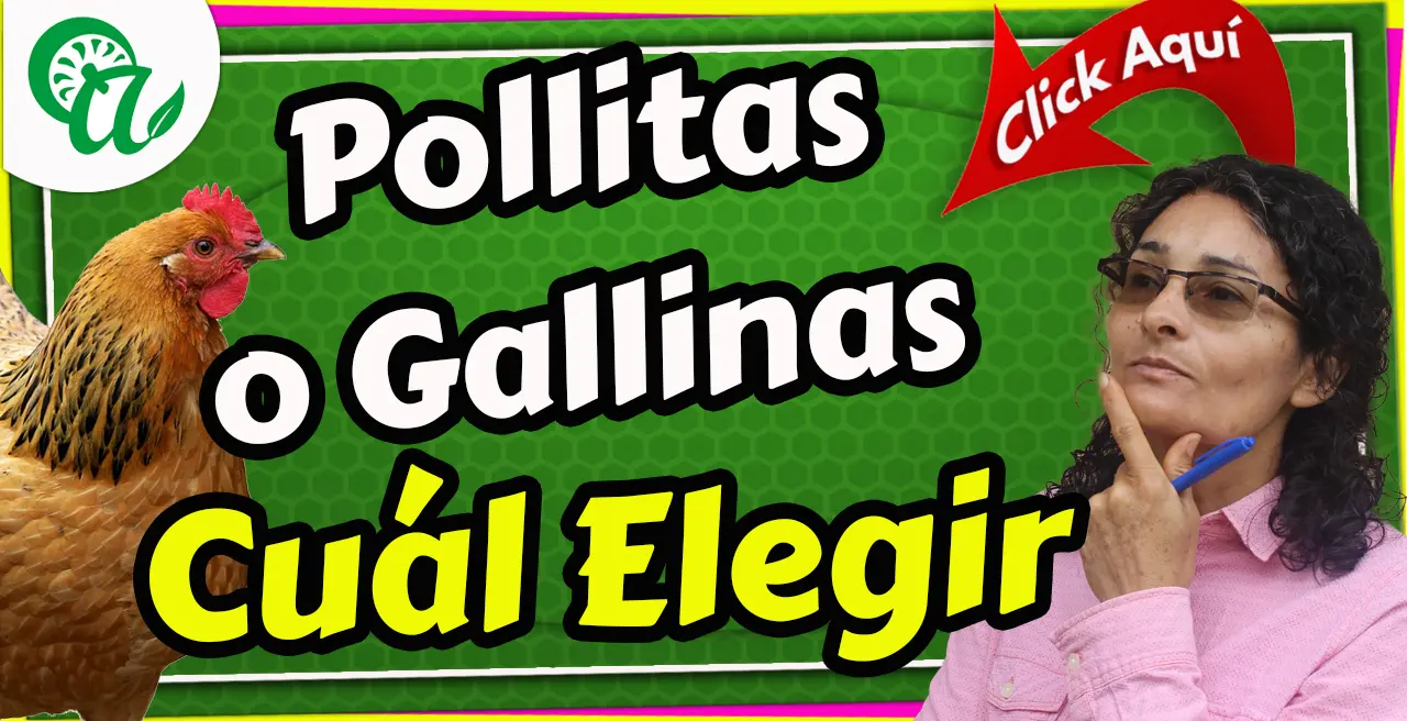 Pollitas vs