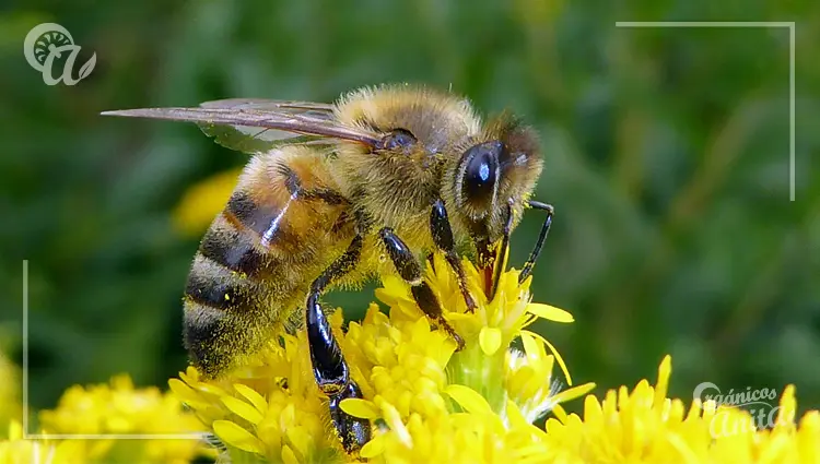 Por qué las abejas son esenciales