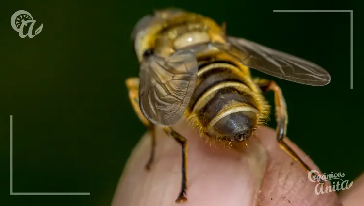 Por qué pican las abejas