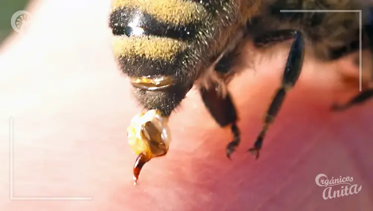 Por qué pican las abejas y qué hacer si una me pica