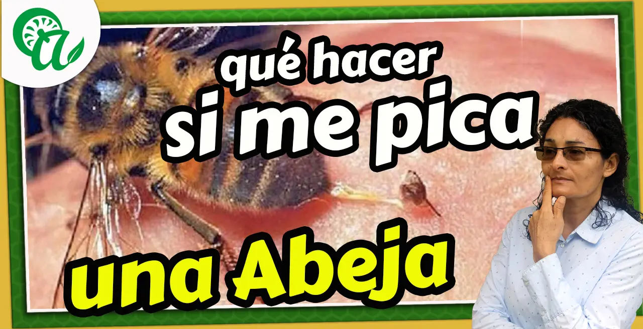 Por qué pican las abejas