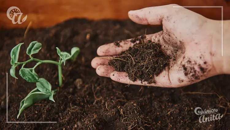 Preparación del terreno