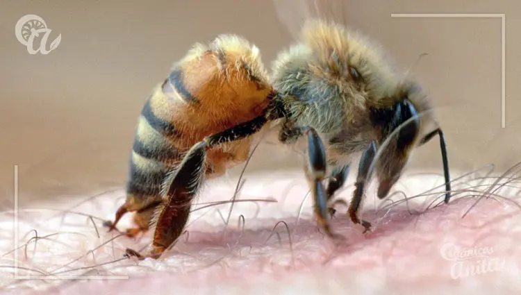 Prevención de las picaduras de abejas