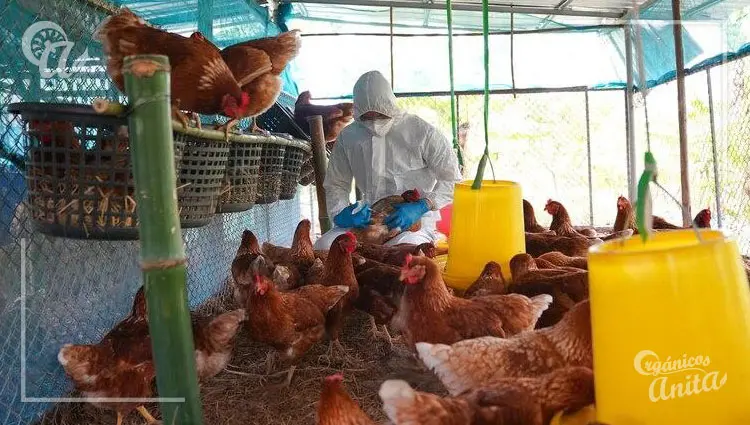 Protocolos de higiene y desinfección