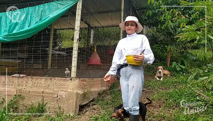 Qué debe tener un corral de gallinas