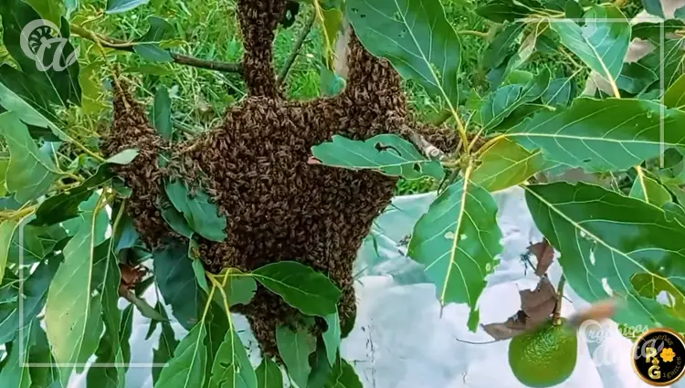 Qué hacer si se enjambran las abejas en mi casa