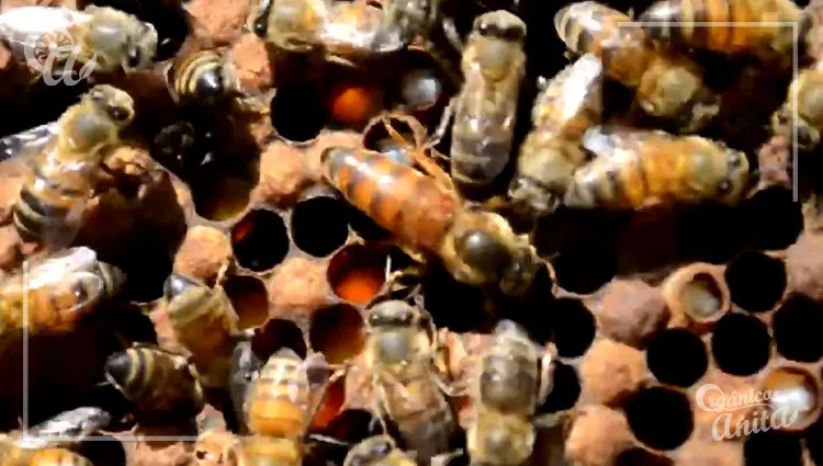 Reina propia o introducida