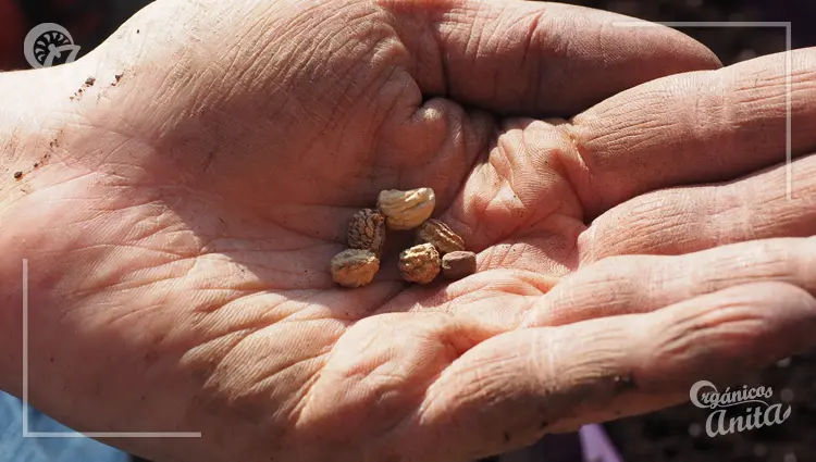 Selección de plantas y semillas