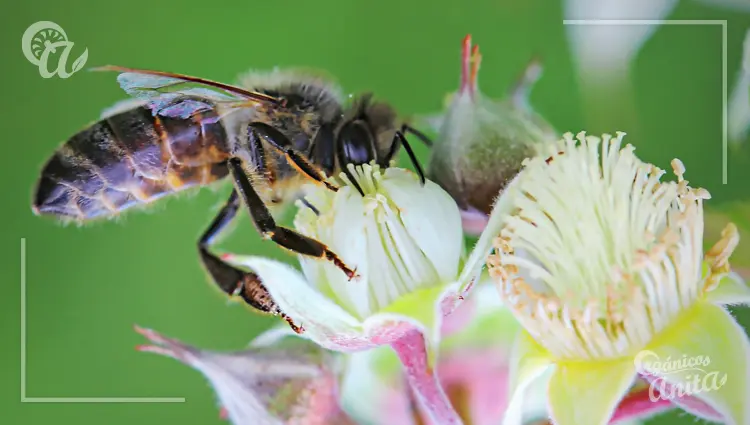 Tipos de abejas polinizadoras