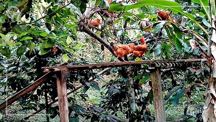 Tipos de perchas para gallinero