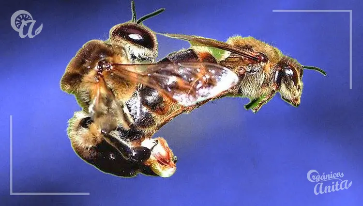 Vuelo nupcial y apareamiento de la abeja reina