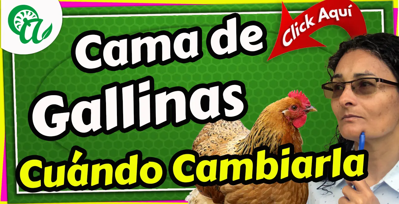 cambiar la cama de tus gallinas