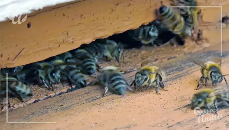 ciclo de vida de las abejas