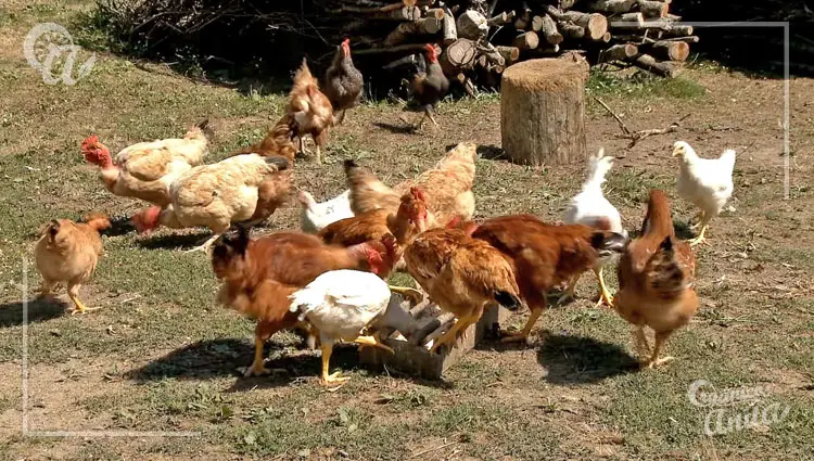 condiciones climáticas para nuestras gallinas