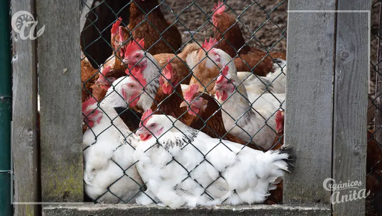 corral de gallinas exitoso