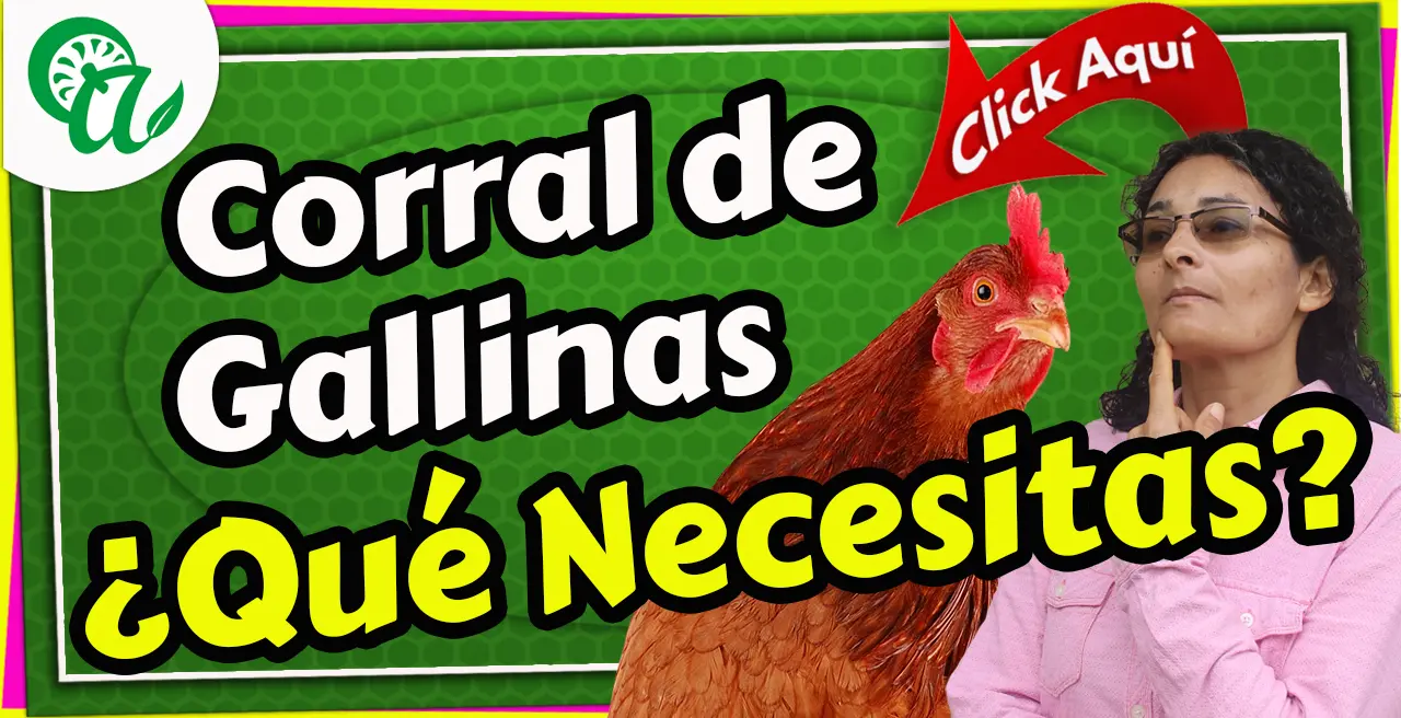 corral de gallinas