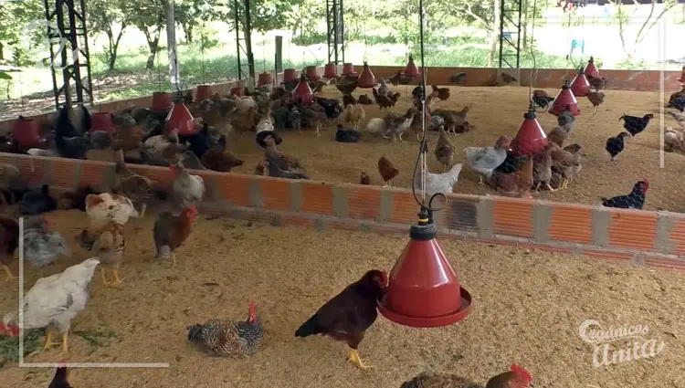 correcta ubicación del galpón para gallinas