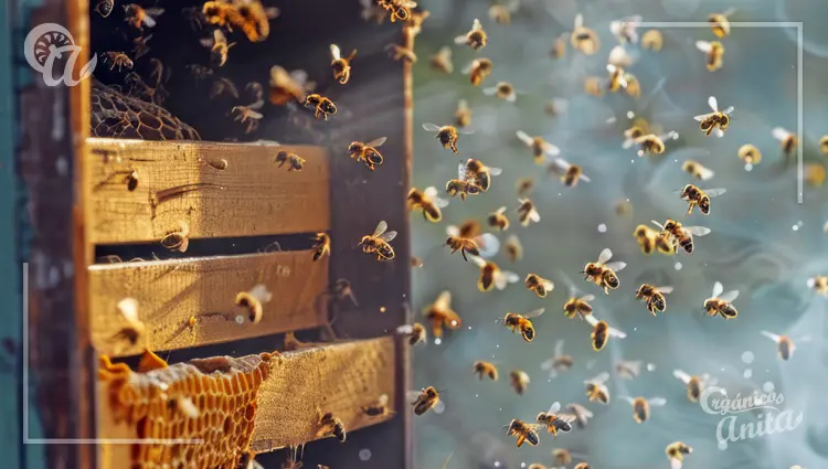 el fascinante Ciclo de vida de las abejas