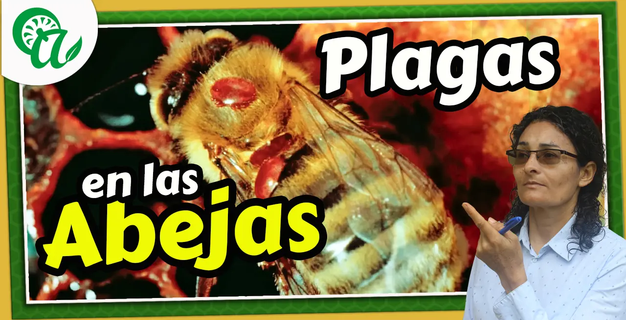 enfermedades en las abejas