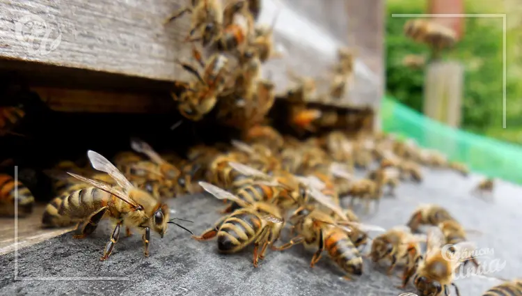 entrada a un panal de abejas