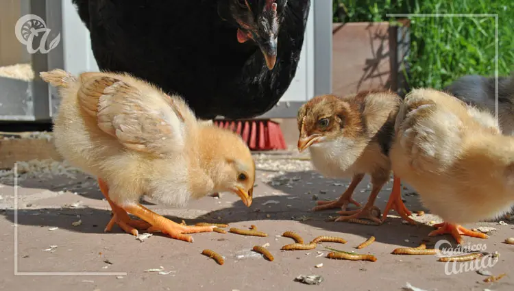 gallinas en diferentes etapas de vida