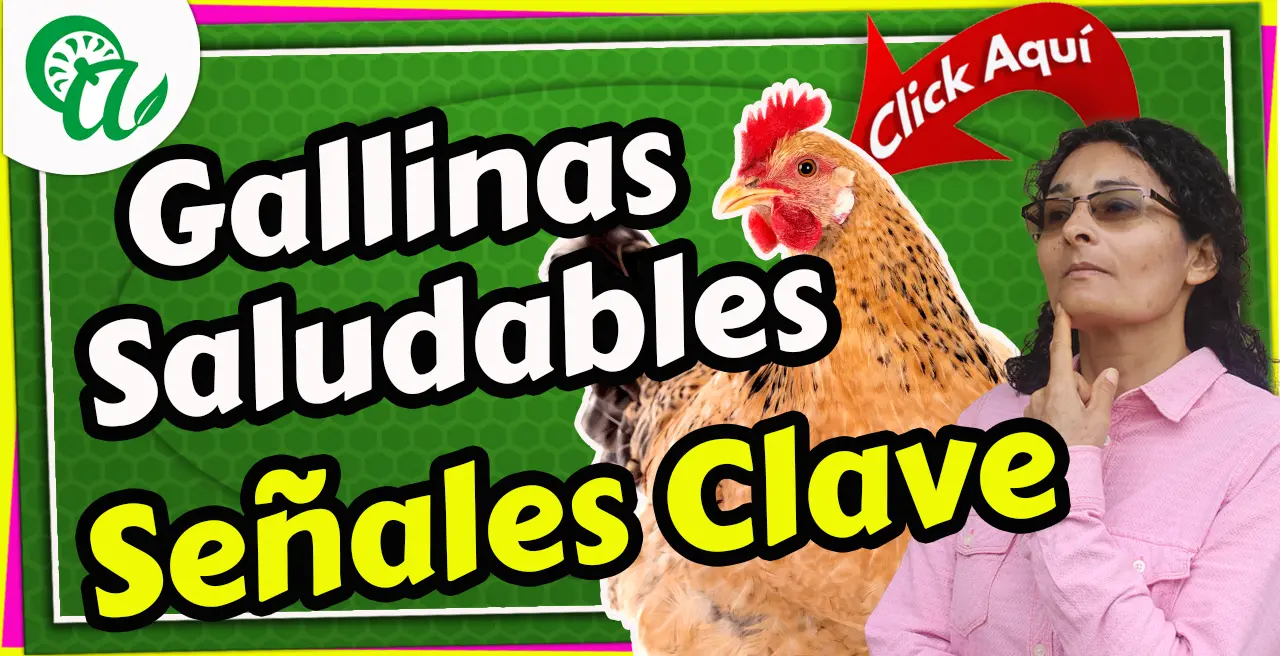 gallinas están saludables