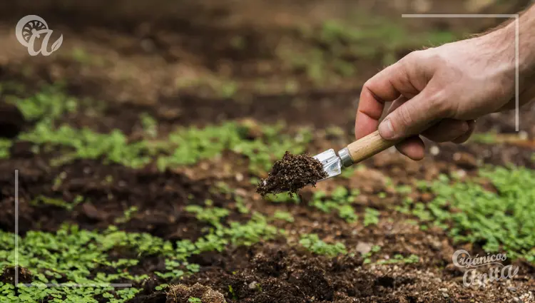 influencia lunar en la agricultura