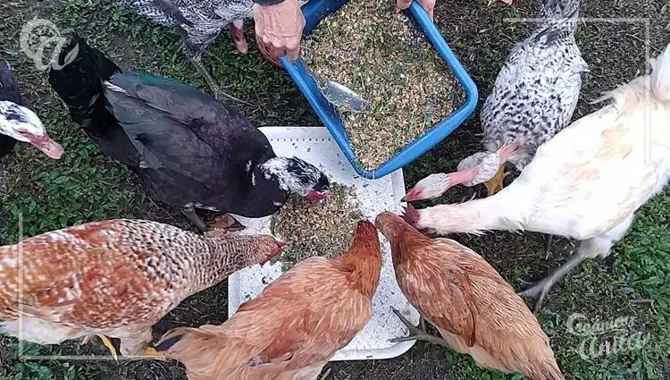 nutrición adecuada para gallinas y pollos