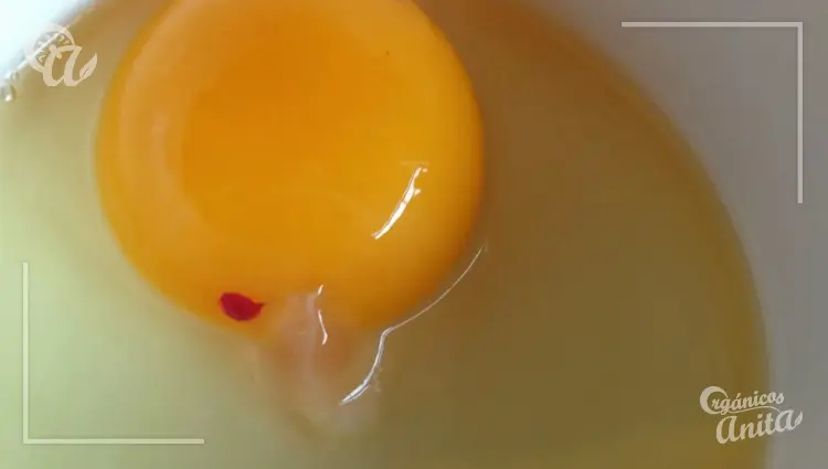 puntos de sangre en huevos de gallina