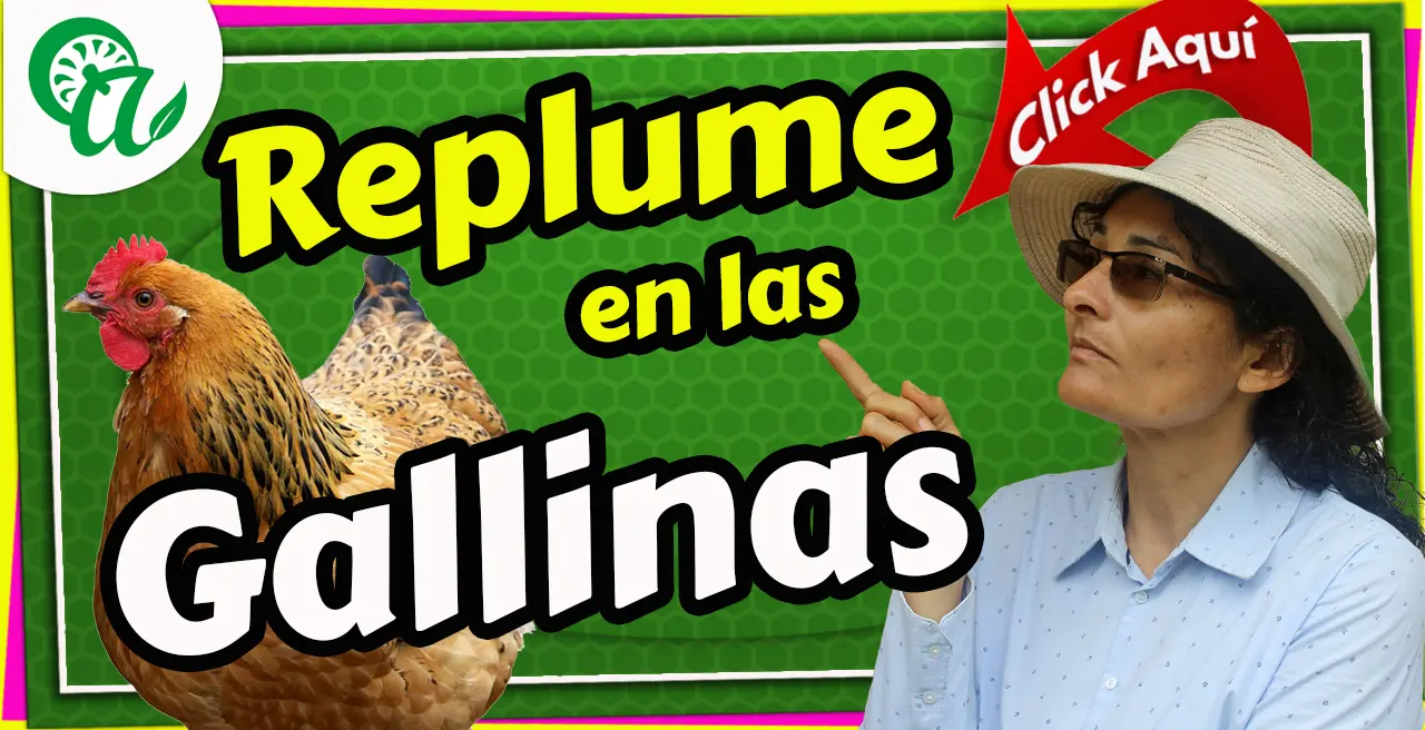 replume en las Gallinas