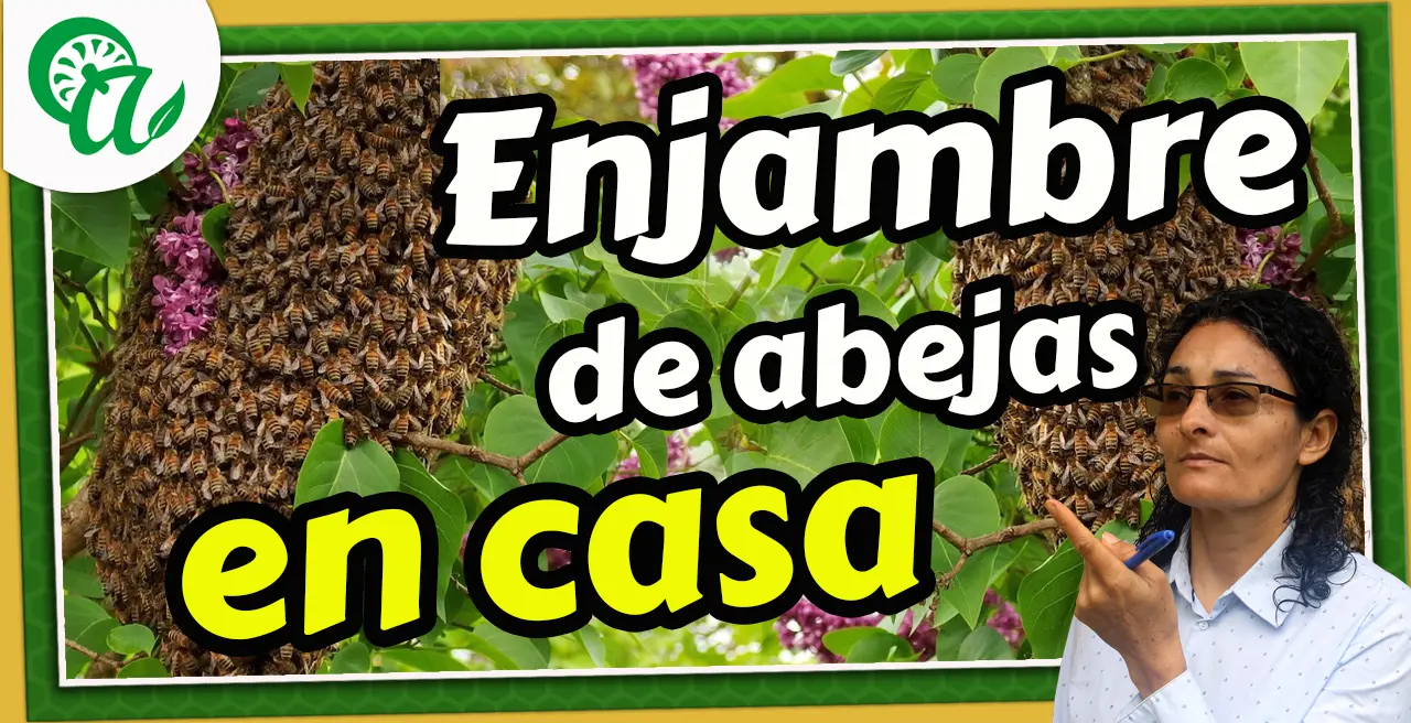 se enjambran las abejas en mi casa