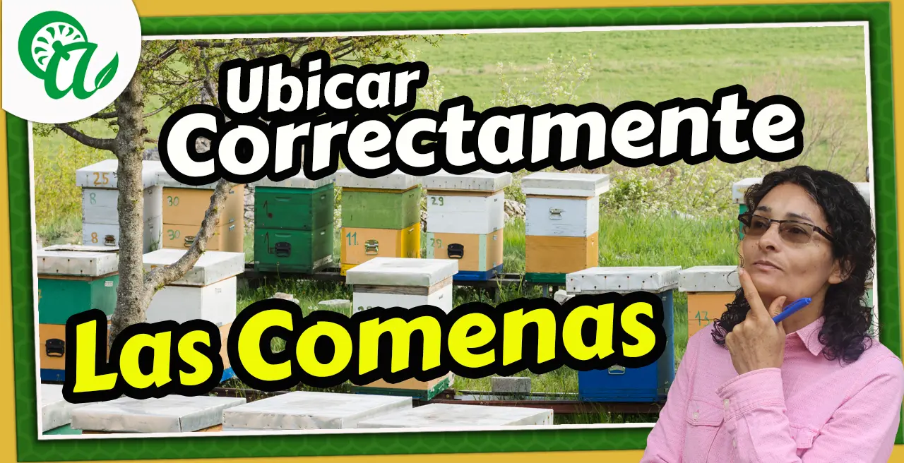 ubicar correctamente colmena