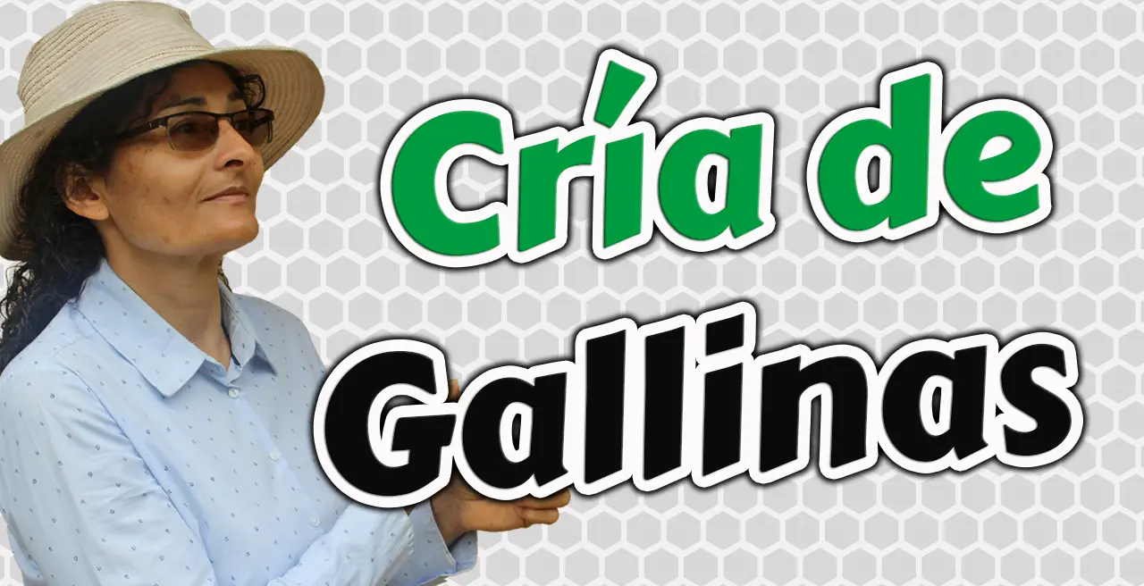 Cria de gallinas