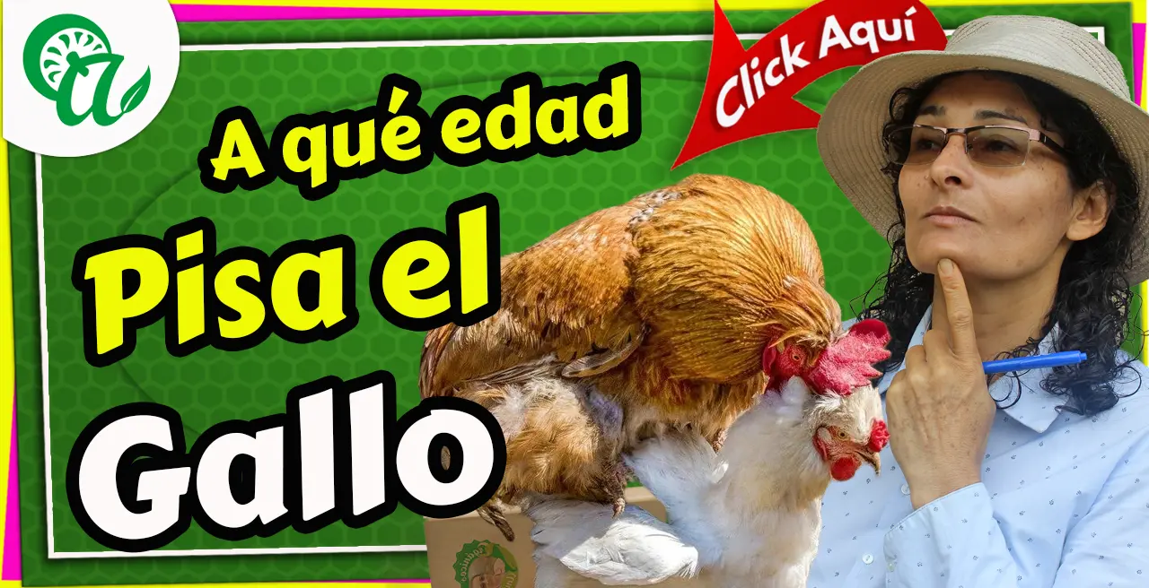 a que edad pisa el gallo