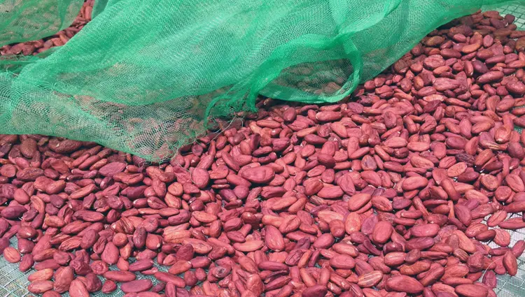 Cacao en Grano 2