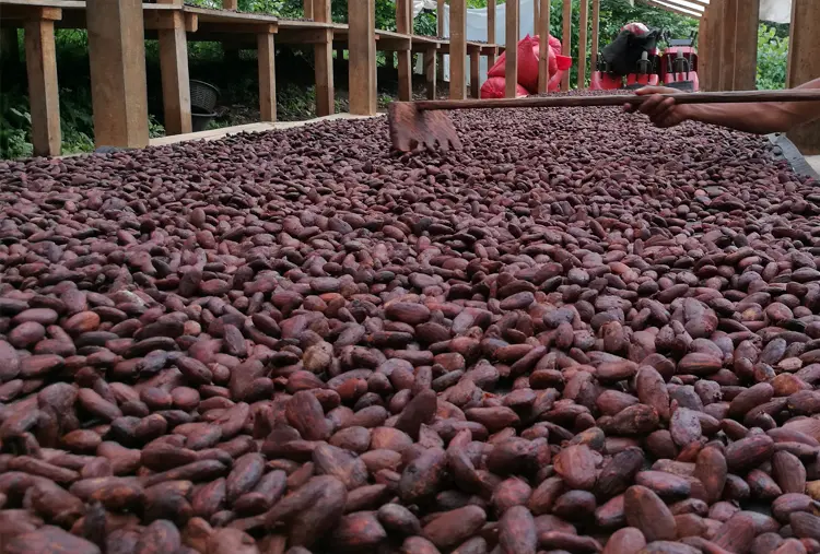 Cacao en Grano