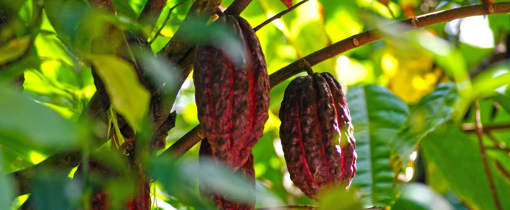 Cacao_Organico_de_Maripi