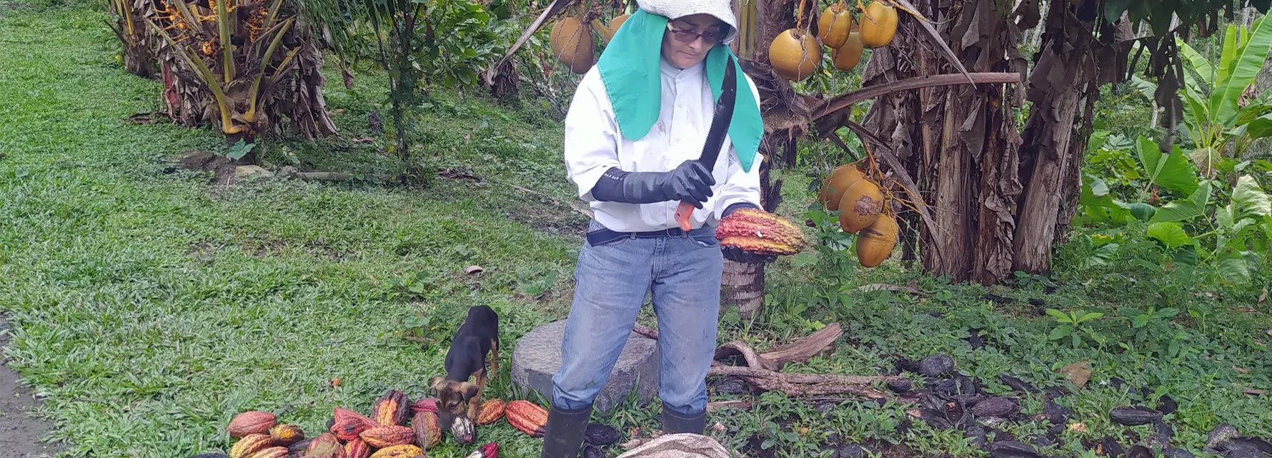 Disfritando_cacao_maripense